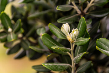 Metrosideros excelsa pertenece a la familia Myrtaceae.