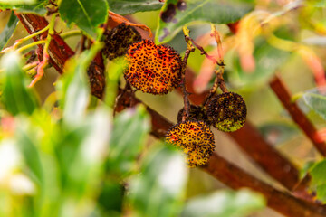 Platanus × hispanica pertenece a la familia Platanaceae.