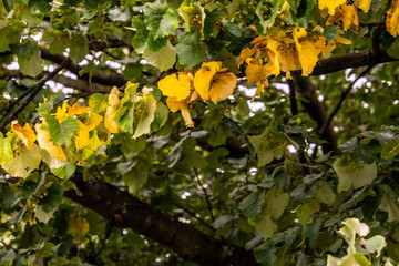 Flora en Santander, Cantabria.