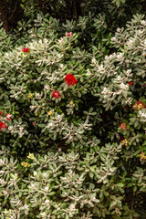 Metrosideros excelsa pertenece a la familia Myrtaceae.