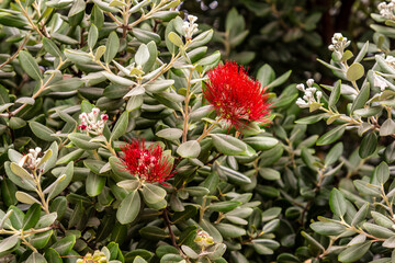 Metrosideros excelsa pertenece a la familia Myrtaceae.