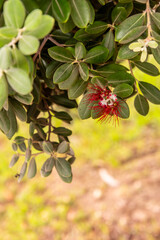 Metrosideros excelsa pertenece a la familia Myrtaceae.