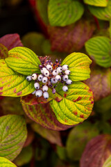 Cornus alba pertenece a la familia Cornaceae.