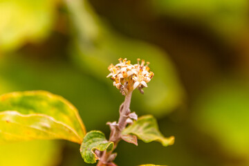 Edgeworthia chrysantha pertenece a la familia Thymelaeaceae.