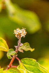 Edgeworthia chrysantha pertenece a la familia Thymelaeaceae.
