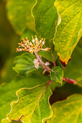 Edgeworthia chrysantha pertenece a la familia Thymelaeaceae.