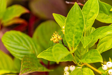 Edgeworthia chrysantha pertenece a la familia Thymelaeaceae.