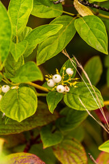 Cornus alba pertenece a la familia Cornaceae.