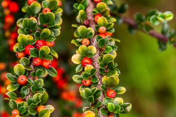 Obraz premium Cotoneaster horizontalis pertenece a la familia Rosaceae.