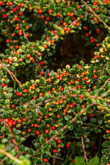 Cotoneaster horizontalis pertenece a la familia Rosaceae.