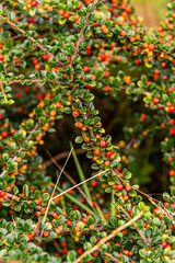 Obraz premium Cotoneaster horizontalis pertenece a la familia Rosaceae.
