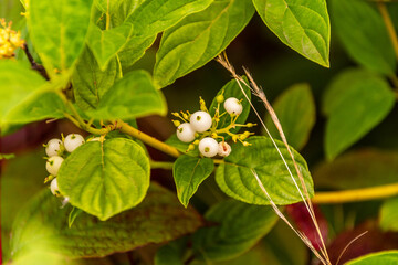 Cornus alba pertenece a la familia Cornaceae.