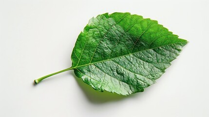 Fototapeta premium A single, green leaf on a white background, emphasizing natural simplicity
