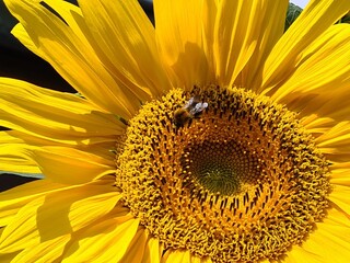 Sonnenblume mit Hummel - Helianthus annuus - Bombus