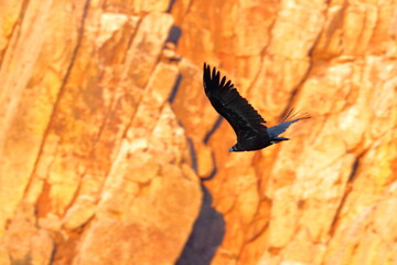 Fototapeta premium black vulture