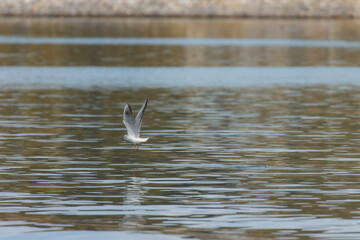 カモメが翔んだ日