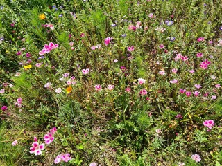 Blumenwiese mit Sommerazaleen - Clarkia amoena 1