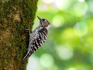 森の中で苔生した樹木の幹を移動しているコゲラ