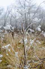 frosty morning in the Urals