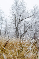 frosty morning in the Urals