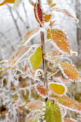 frosty morning in the Urals