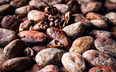Cocoa beans background, close-up of cocoa bean,  dried broken cocoa beans
