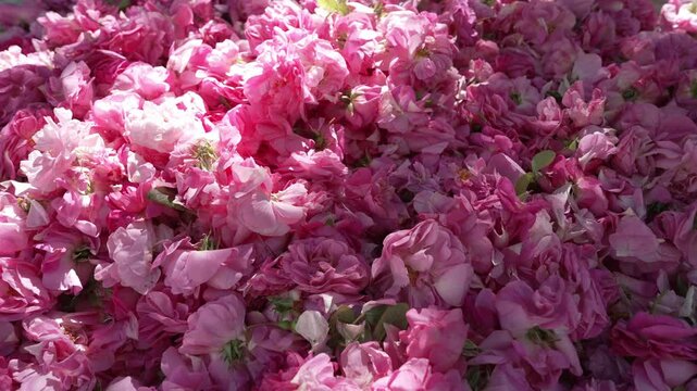 Plucked rose petals for the production of essential oil, perfumes, hydrolate, tea or jam