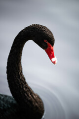 black swan on the lake