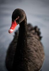 Fototapeta premium black swan on the water