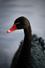 black swan on the water