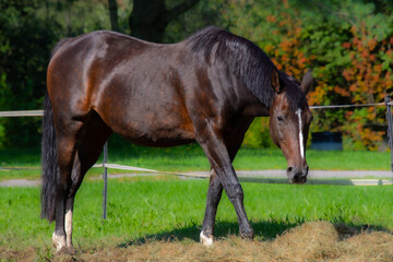Fototapeta premium Pretty horse on a Canadian farm in the province of Quebec 
