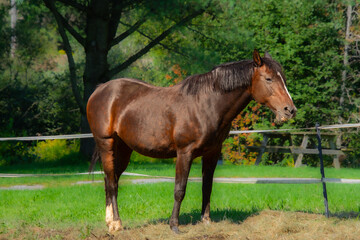 Fototapeta premium Pretty horse on a Canadian farm in the province of Quebec 