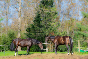 Fototapeta premium Pretty horse on a Canadian farm in the province of Quebec 