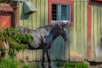 Pretty horse on a Canadian farm in the province of Quebec 