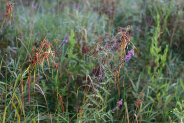 Spiderweb in morning flowers
