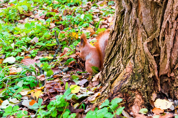 Cute fluffy red squirrel sitting on grass,looking for food near big tree in city park or forest on autumn fall day. wild animal life