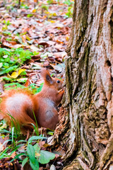 Cute fluffy red squirrel sitting on grass,looking for food near big tree in city park or forest on autumn fall day. wild animal life