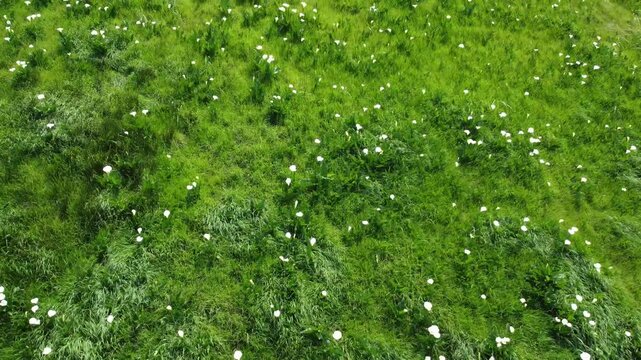 A green field full of white Arum Lily growing wild on a green field