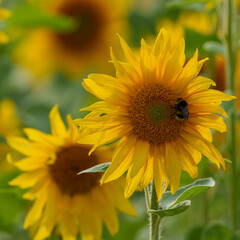 Fototapeta premium sunflower in the garden