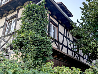 Traditional half timbered house in a small village of Alsace, France. Hop plant on the corner and trees around. Rustic real life in Alsace.