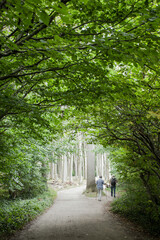 Nordic Walking im Buchenwald an der Ostsee