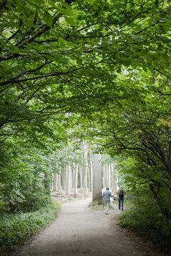 Nordic Walking im Buchenwald an der Ostsee