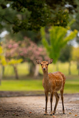 Japan Nara deer in the woods