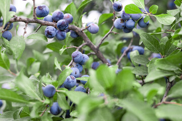 Blackthorn or Sloe Tree, Prunus spinosa close up view