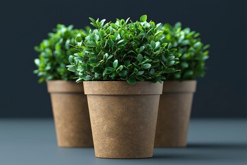 Fototapeta premium Three potted plants in brown pots against a dark background
