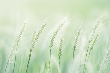 Fototapeta premium Gentle Wheat Stalks Swaying in a Serene Field