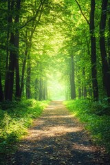 Fototapeta premium Sunlit Forest Pathway Inviting a Peaceful Walk