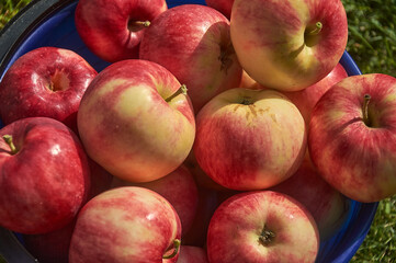 Ripe red apples in a plastic bucket on the lawn