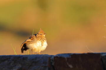 lark