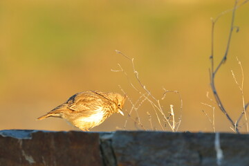 lark
